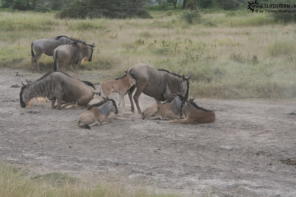 IMG 7963-Kenya, wildebeest in Kimana Reserve